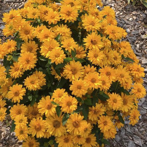 Heliopsis helianthoides Athena Gold&trade;