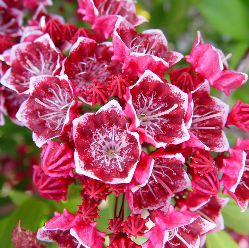 Kalmia latifolia Keepsake