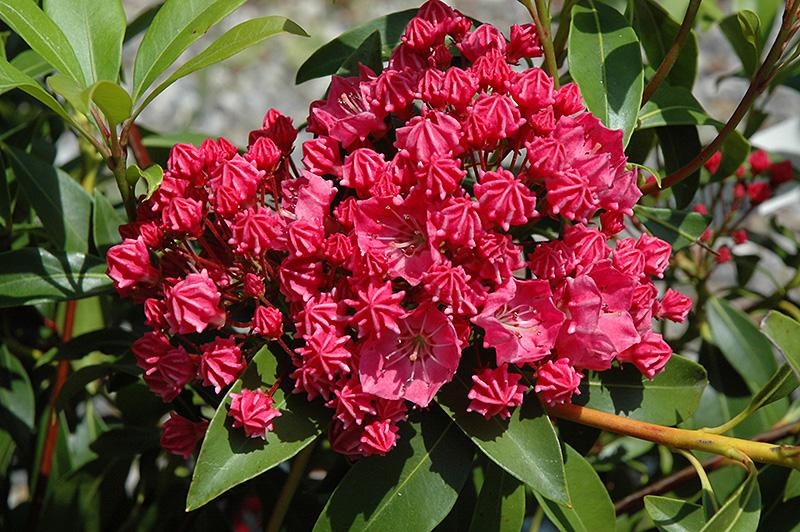 Kalmia latifolia Raspberry Glow