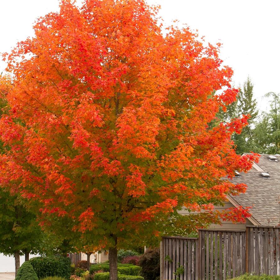 Acer rubrum October Glory