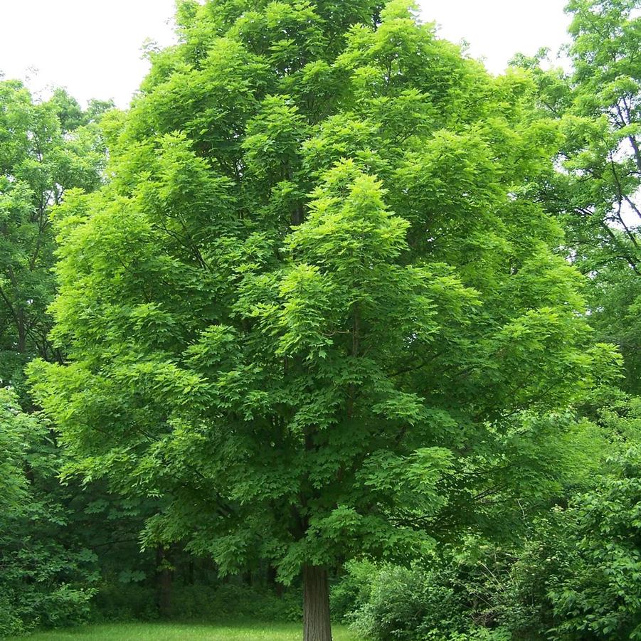 Acer saccharum 
