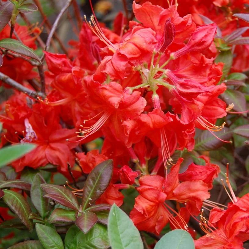 Azalea Exbury Fireball