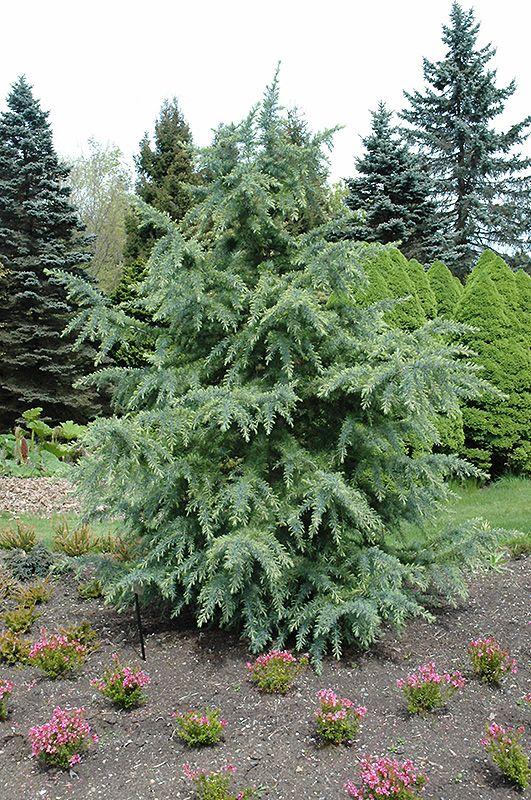 Cedrus deodara Electric Blue