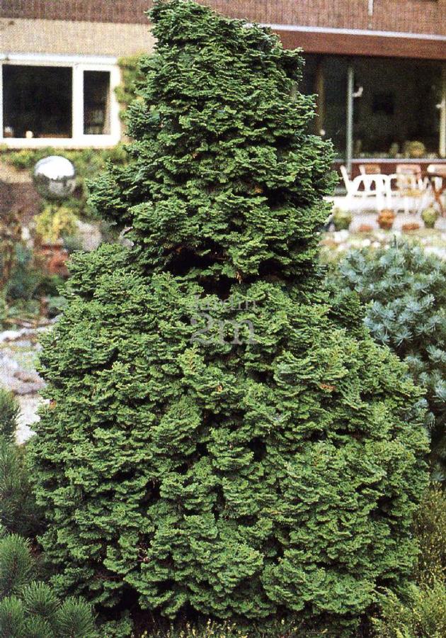 Chamaecyparis obtusa Kosteri