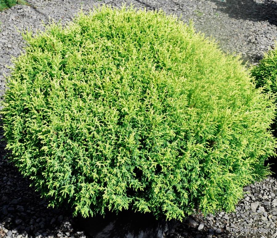 Chamaecyparis pisifera Cream Ball