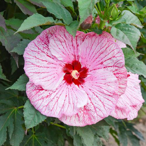 Hibiscus Summerific® Coconut Cream PPAF