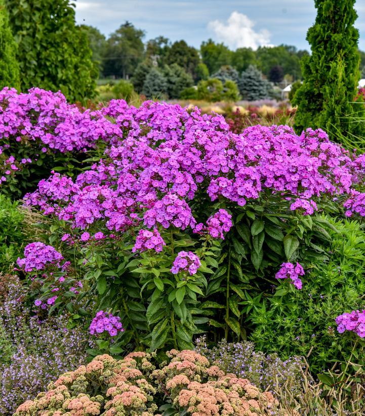 Phlox paniculata Luminary® Evening Glow PPAF