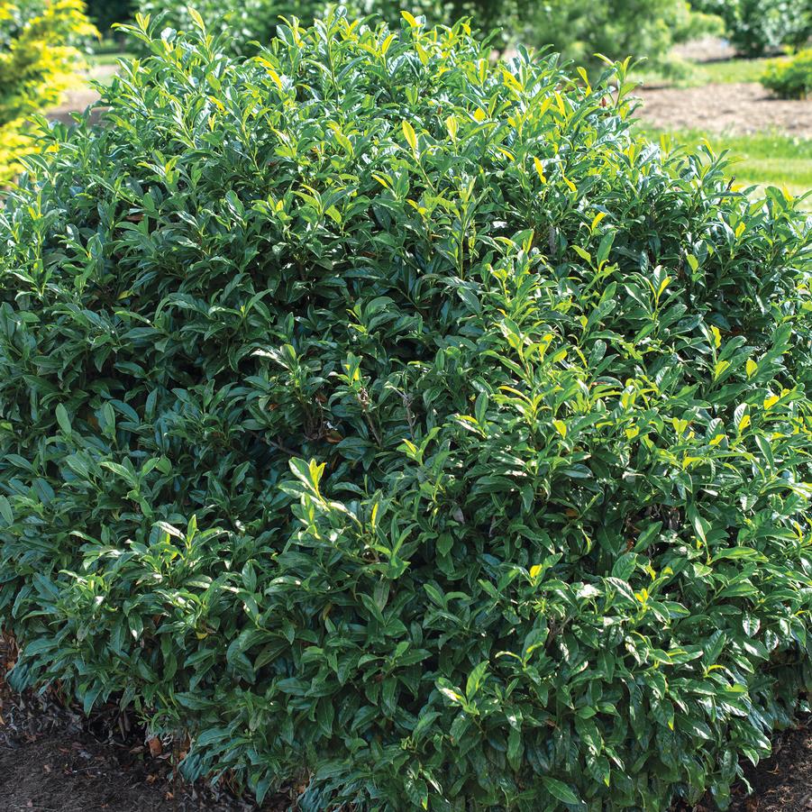 Prunus Chestnut Hill PP24880