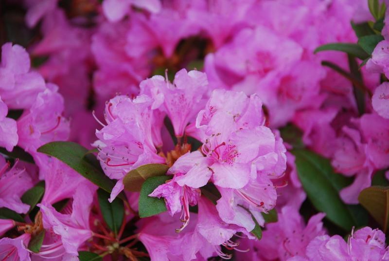 Rhododendron Olga Mezzit