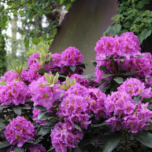 Rhododendron catawbiense Dandy Man® Purple