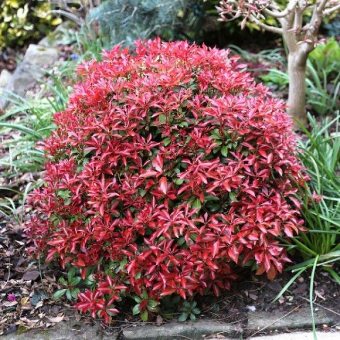 Pieris japonica Red Mill