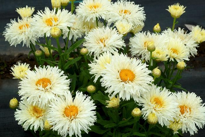 Leucanthemum x superbum Coconut