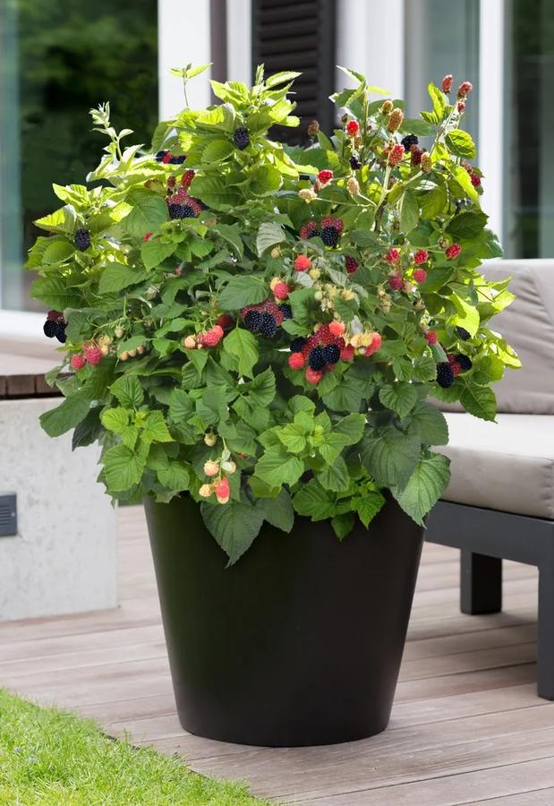 Rubus Baby Cakes® PP27032