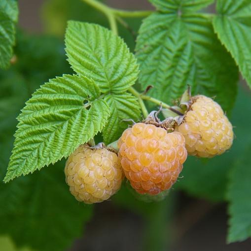Rubus Fall Gold