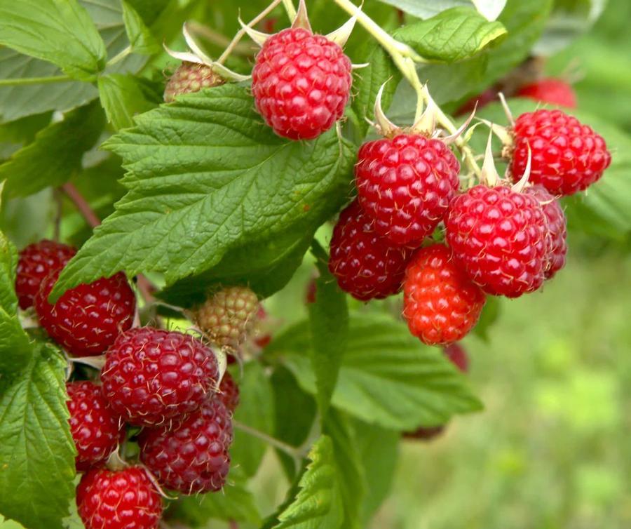 Rubus idaeus Boyne