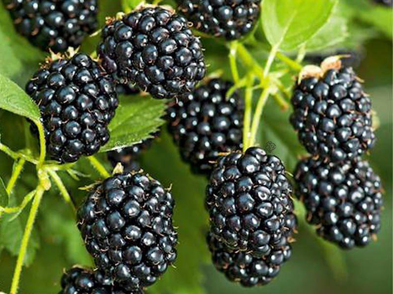 Rubus ursinus Arapaho