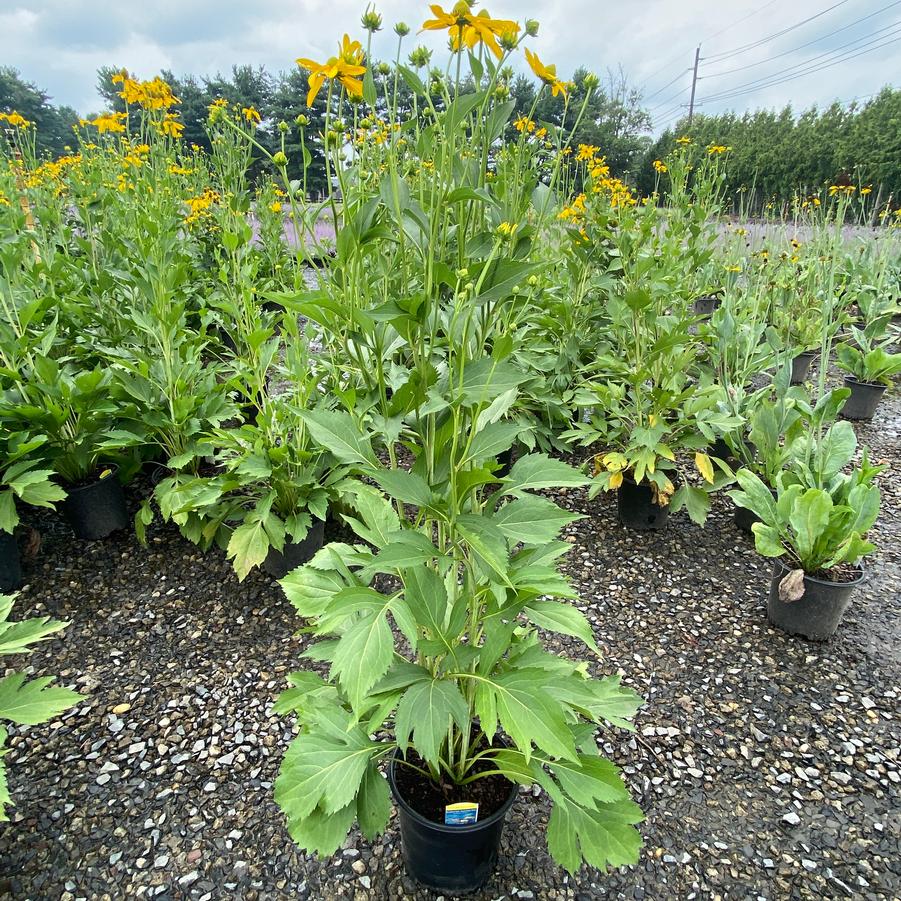 Rudbeckia Autumn Sun