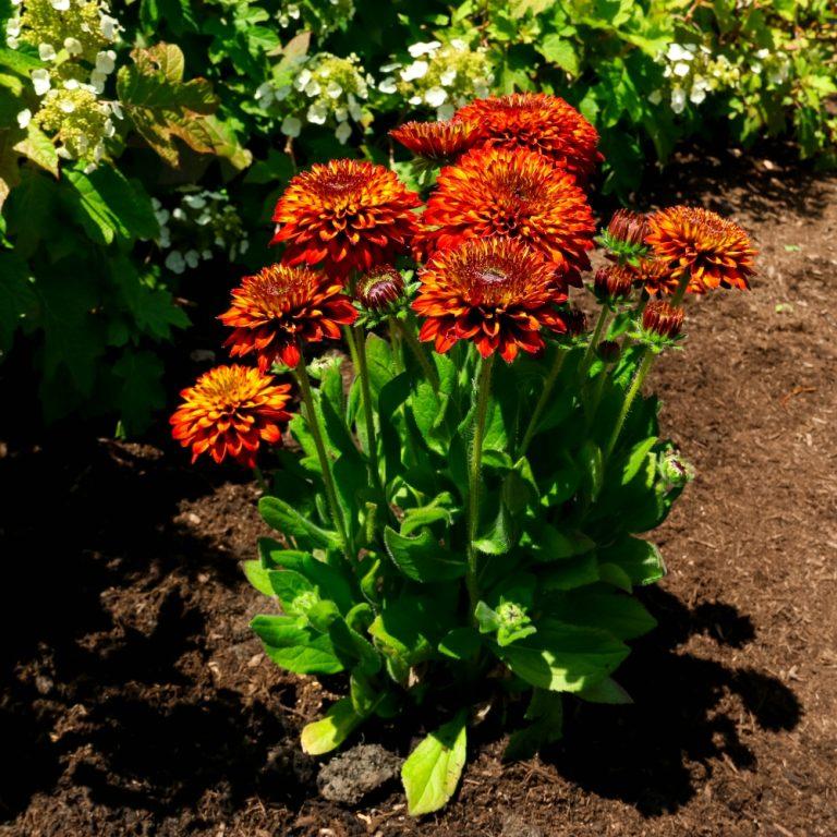 Rudbeckia hirta Solar Sisters™ PPAF