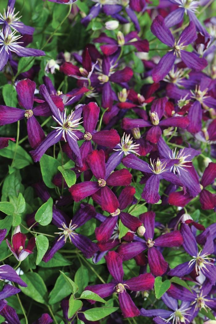 Clematis Sweet Summer Love PP24044