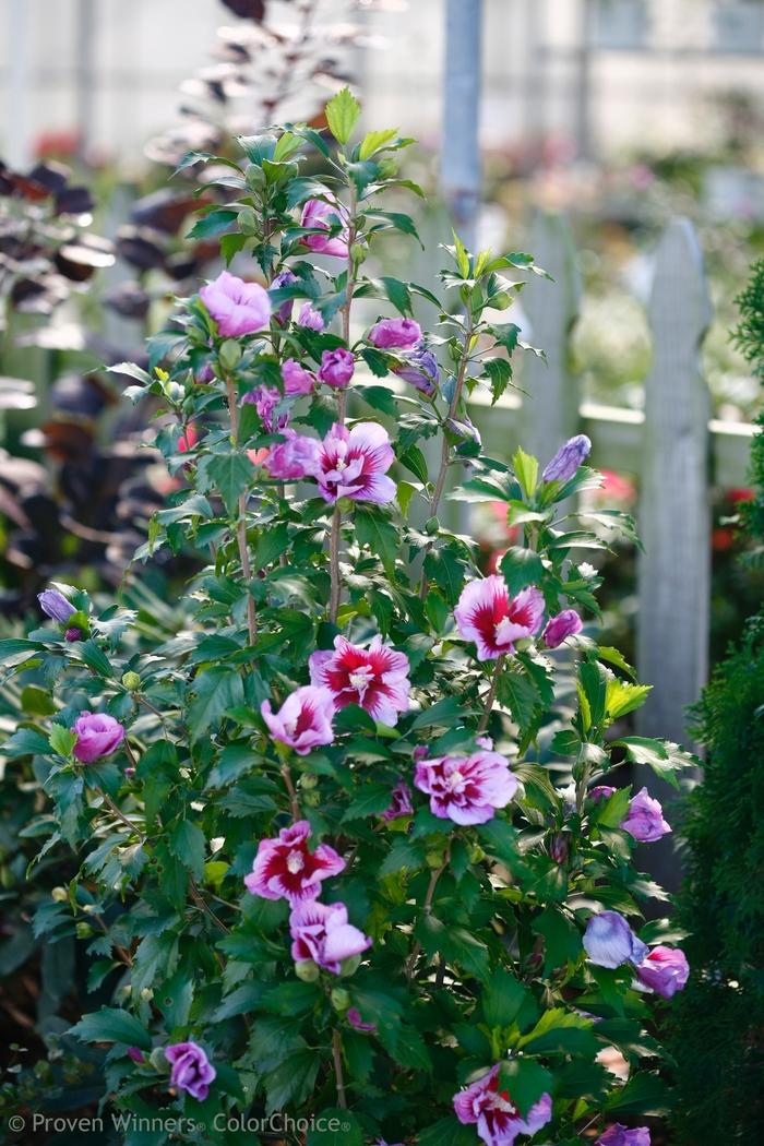 Hibiscus syriacus Purple Pillar® PP25568