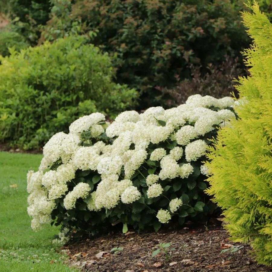 Hydrangea arborescens Invincibelle Wee White® 2.0