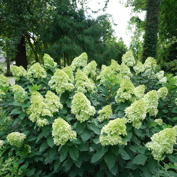 Hydrangea paniculata Limelight Prime® PP32511