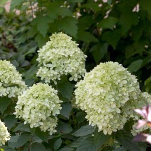 Hydrangea paniculata Little Lime® ('Jane') PP22330