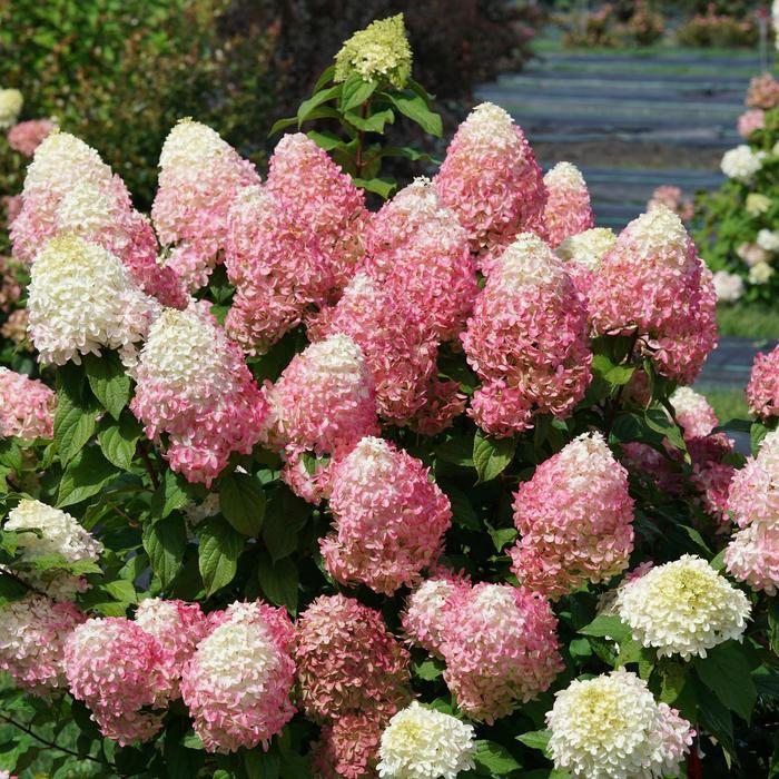 Hydrangea paniculata Quick Fire Fab® PP32513