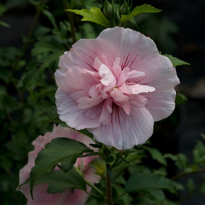 Hibiscus syriacus Pink Chiffon® PP24336 (Tree Form)
