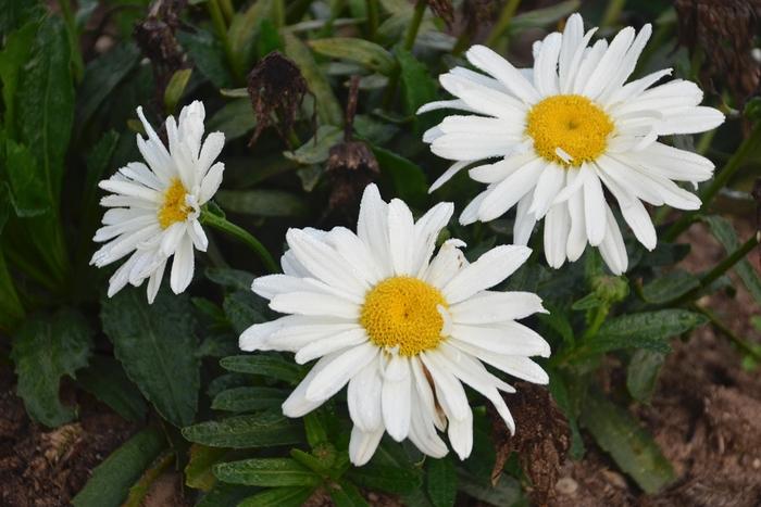 Leucanthemum x superbum Spoonful of Sugar