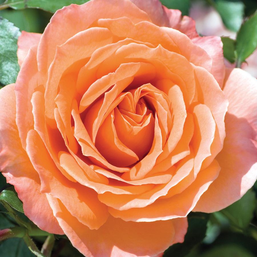 Rosa Floribunda Adobe Sunrise™ PP22793