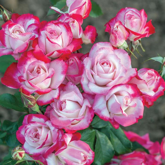 Rosa Floribunda Candy Cane Cocktail™ PP28661