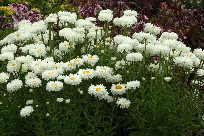 Leucanthemum x superbum Victorian Secret