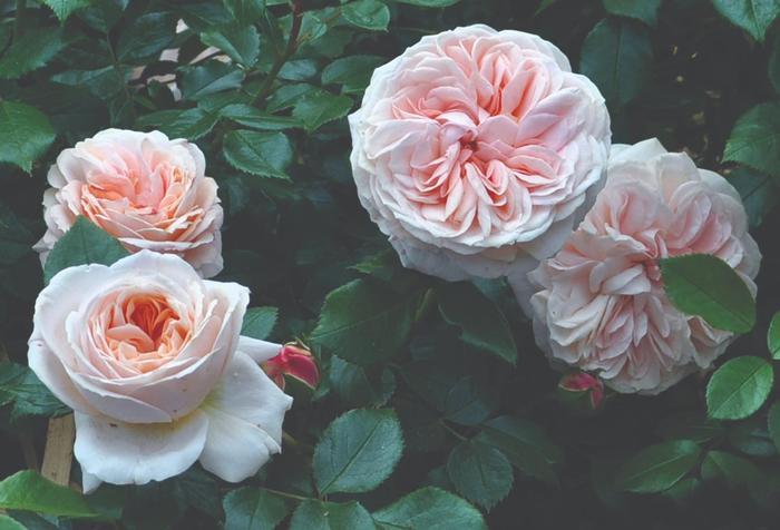 Rosa Mini Tree 24 Cream Veranda® PP21198