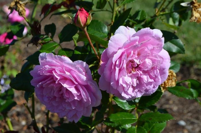 Rosa Floribunda Orchid Romance™ PP23582