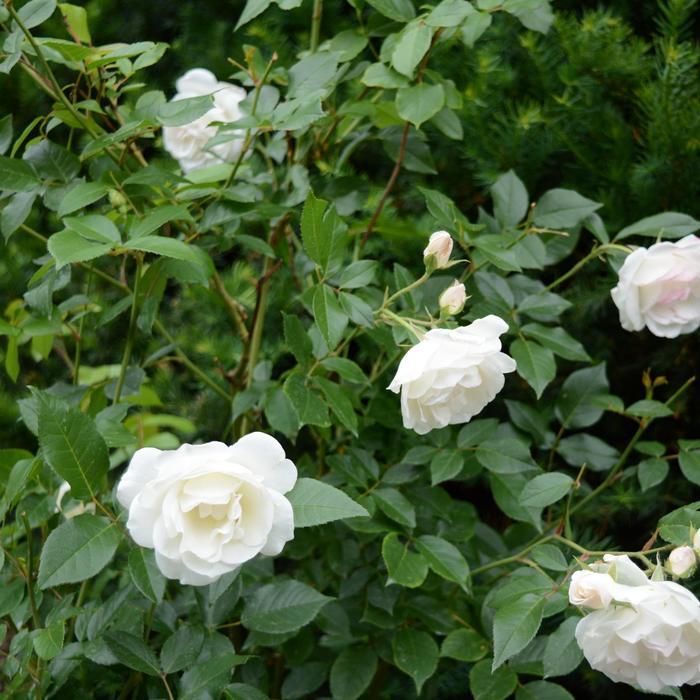 Rosa Floribunda Iceberg