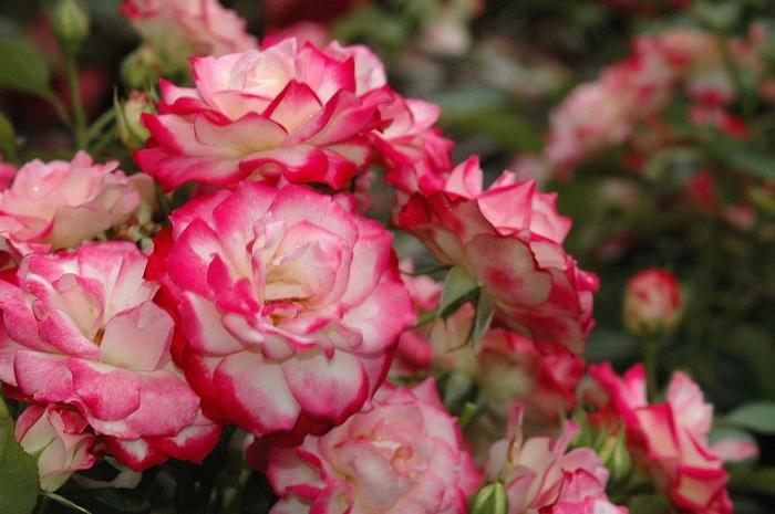 Rosa Grandiflora Cherry Parfait™