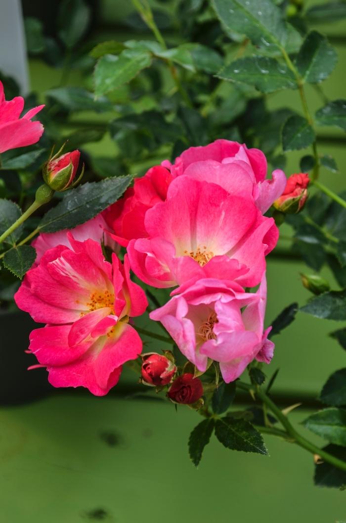 Rosa Groundcover Pink Drift® PP18874