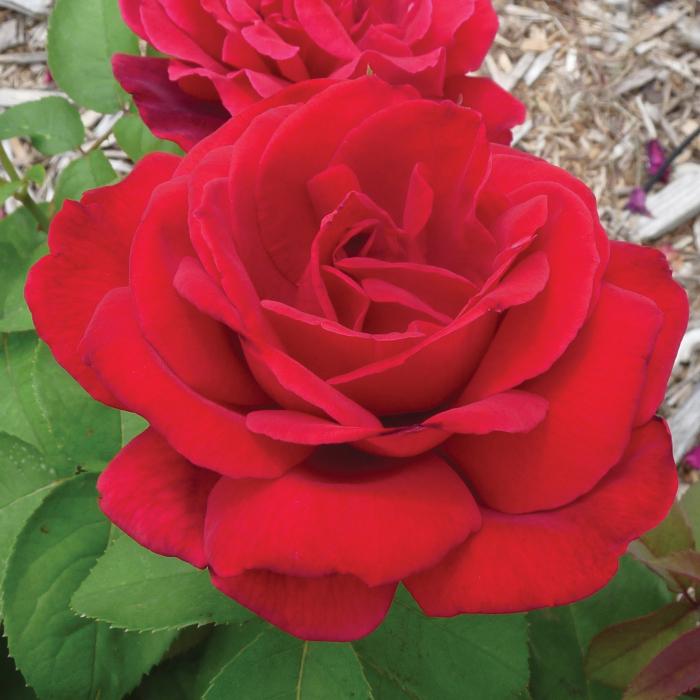 Rosa Hybrid Tea Chrysler Imperial