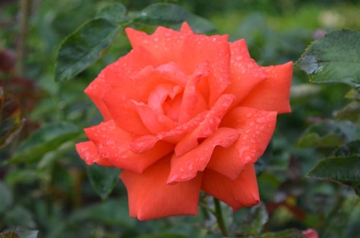 Rosa Hybrid Tea Tropicana