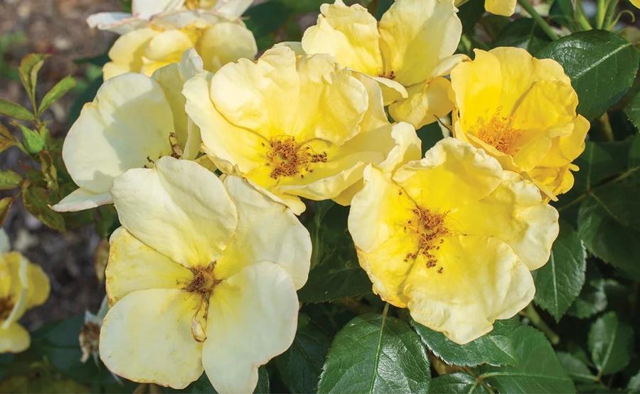 Rose Shrub Easy Bee-zy™ Knock Out® PP35465