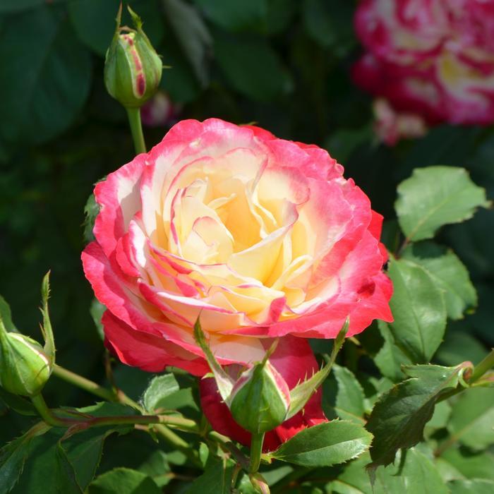 Rosa Hybrid Tea Double Delight™