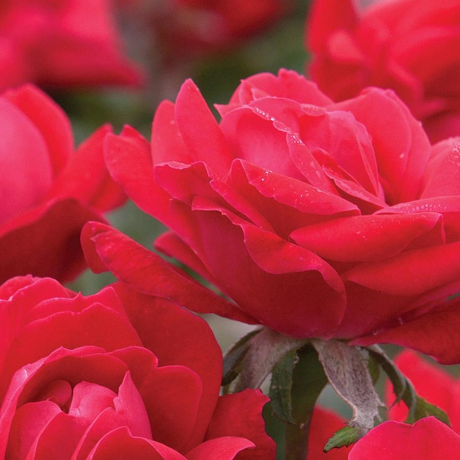 Rosa Tree 24 Double Knock Out PP16202