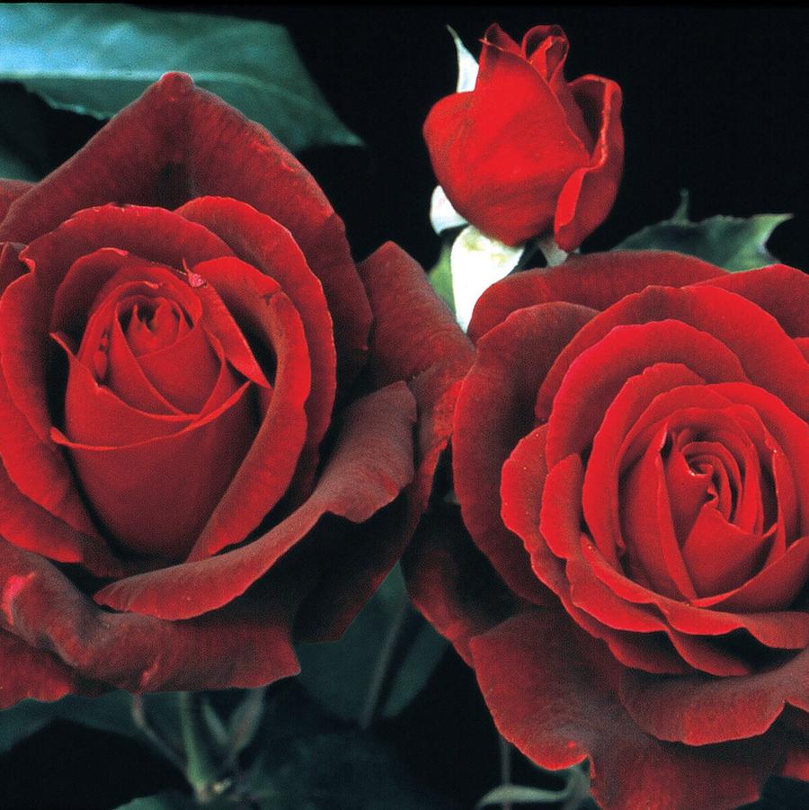 Rosa Hybrid Tea Mister Lincoln