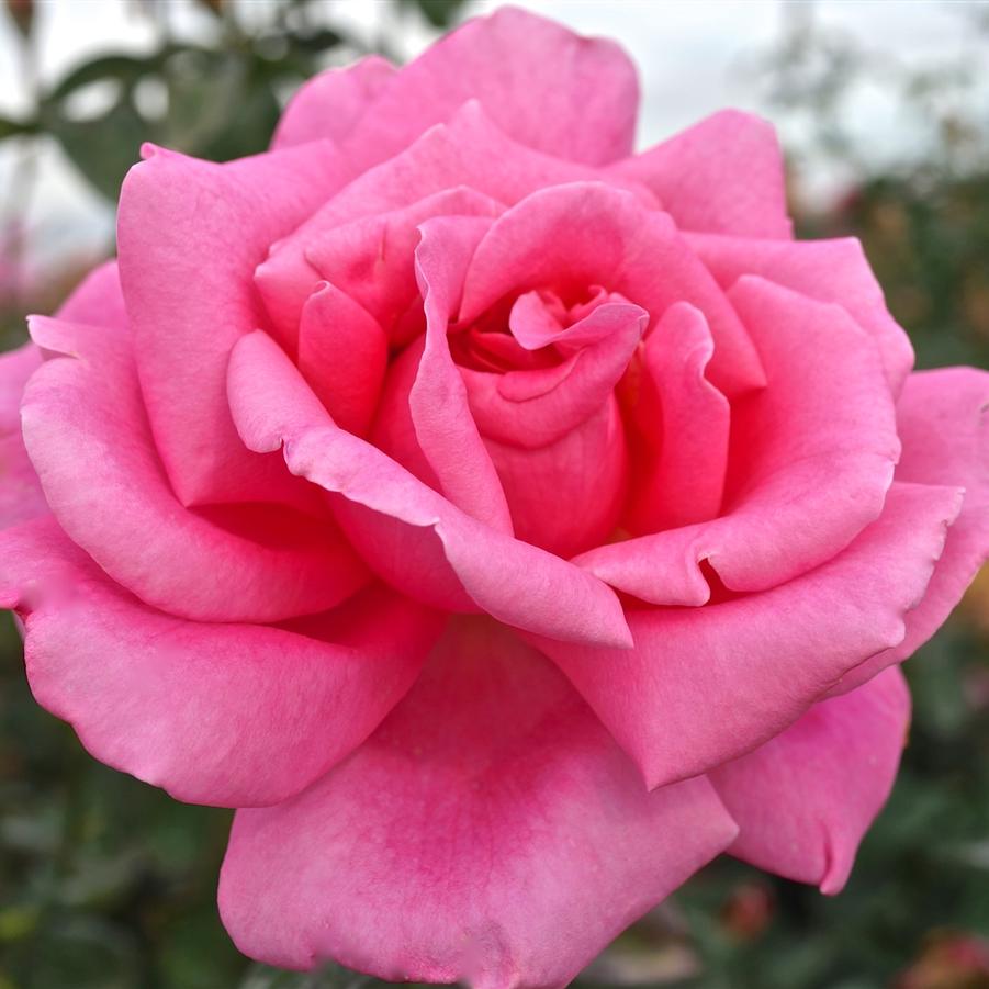 Rosa Hybrid Tea Perfume Delight