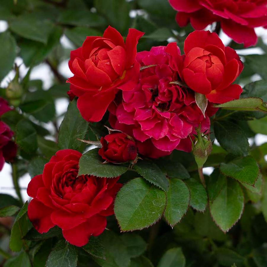 Rosa Mini Watermelon Sunblaze® PP36339