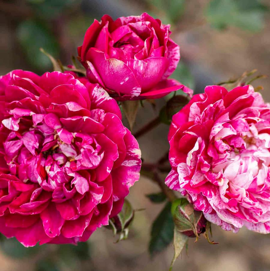 Rosa Mini Sunblaze® Candy PP31645