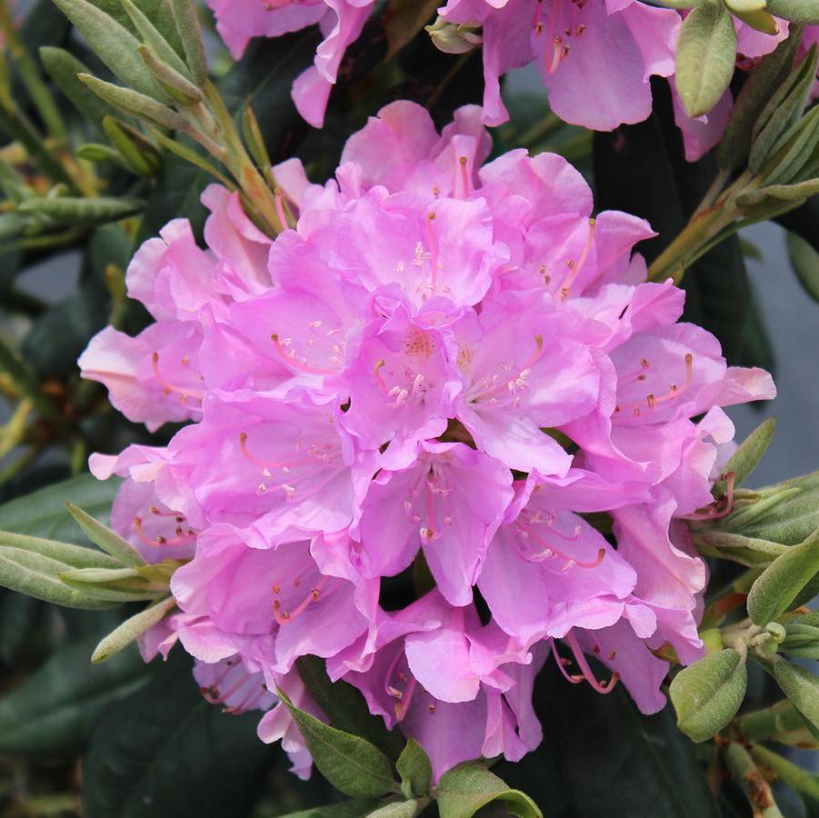 Rhododendron catawbiense English Roseum