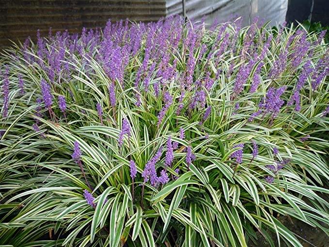 Liriope muscari Silvery Sunproof