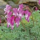 Dicentra Luxuriant